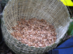 Cocoa seeds